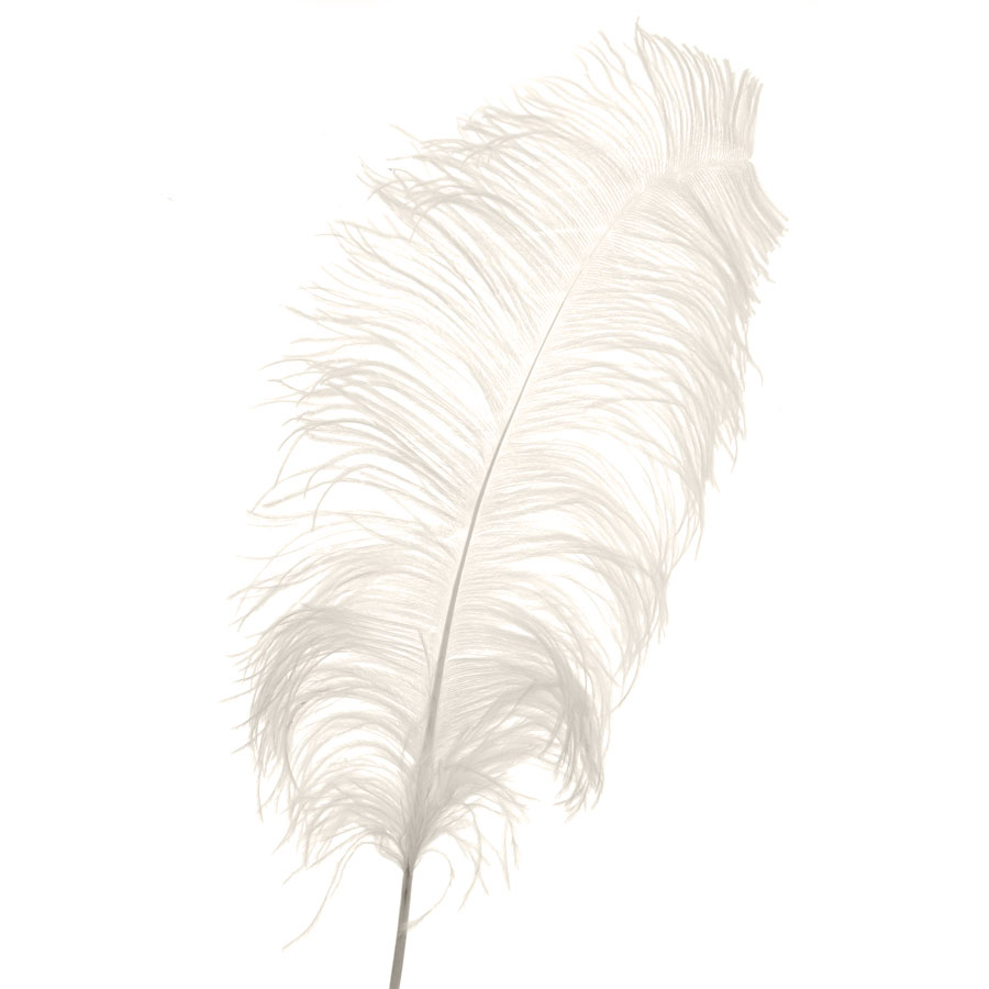 Ostrich Feather Plume 22" - Ivory