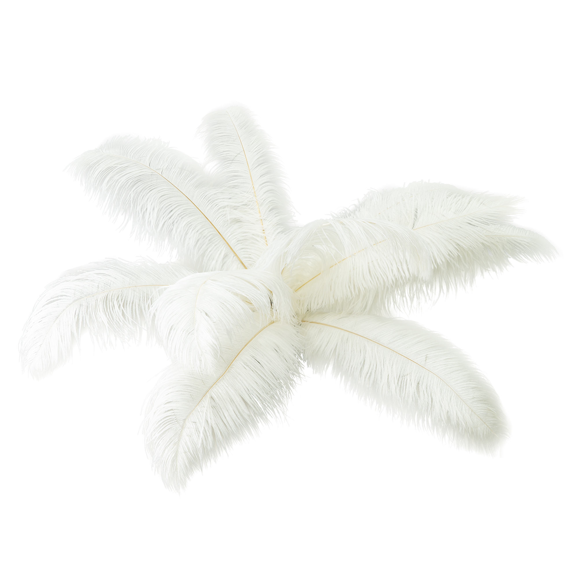 Ostrich Feather 12pc/bag 13"-15" - White
