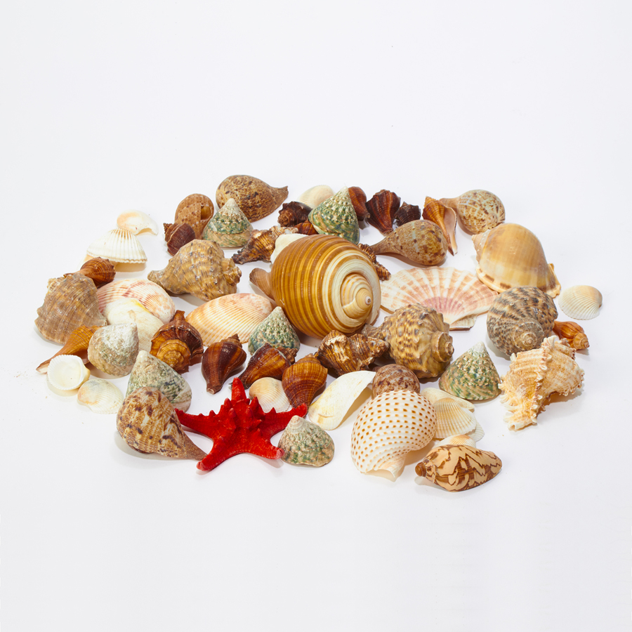 Assorted Seashells